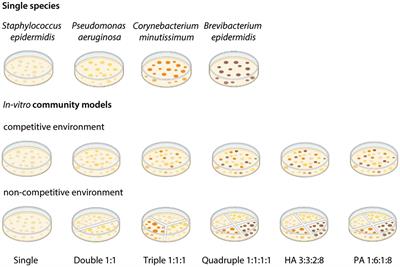 Competition matters: using in vitro community models to study the impact of human skin bacteria on mosquito attraction